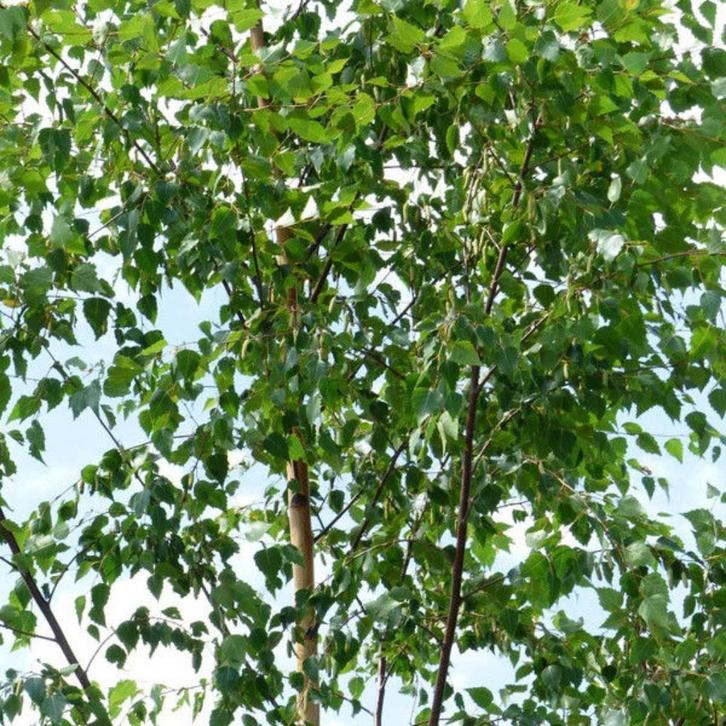 Bosplantsoen van Elzen , wilgen en berken voor bv houtwallen, Tuin en Terras, Planten | Struiken en Hagen, Struik, Overige soorten