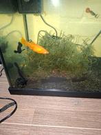 Black mollies, 4 vrouwtjes en 4 mannetjes, Dieren en Toebehoren, Vissen | Aquaria en Toebehoren, Ophalen, Gebruikt
