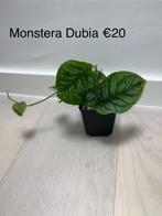 Monstera dubia, Overige soorten, Minder dan 100 cm, Halfschaduw, Groene kamerplant