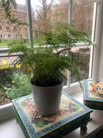 Elegante fijnbladige Asperagus in mooie pot, Overige soorten, Minder dan 100 cm, Ophalen of Verzenden, In pot