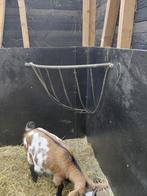 Ruif, Dieren en Toebehoren, Schapen, Geiten en Varkens, Mannelijk, Schaap