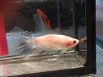 Kempvis man betta halfmoon marble, Dieren en Toebehoren, Vis