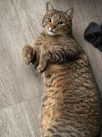 Spoed – liefdevol tijdelijk (of blijvend) thuis gezocht, Meerdere dieren