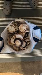 St Jakobs schelpen uit de Bretagne,  hele tas, Ophalen of Verzenden, Nieuw