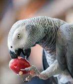 Grijze roodstaart gevraagd, Dieren en Toebehoren, Vogels | Parkieten en Papegaaien, Papegaai