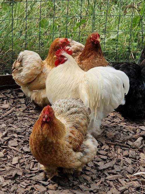 Cochin kriel haan wit, Dieren en Toebehoren, Pluimvee, Kip, Meerdere dieren