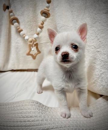Pomchi pup teefje 💕🐶 puppy pomeriaan x chihuahua beschikbaar voor biedingen