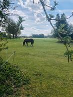 24/7 buitenplek, weidegang, Weidegang