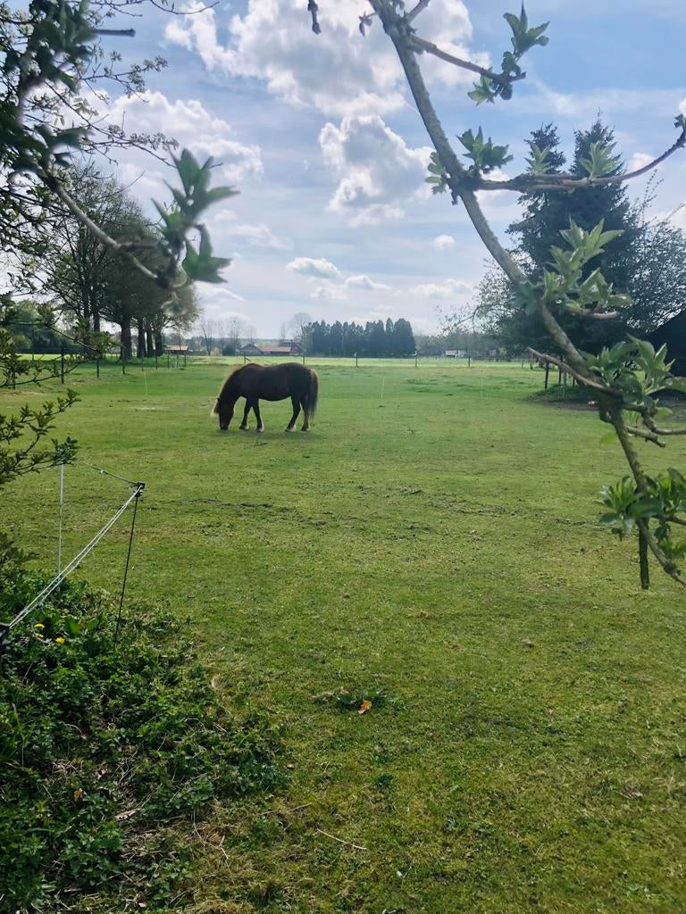 24/7 buitenplek, weidegang, Dieren en Toebehoren, Stalling en Weidegang, Weidegang
