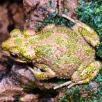 Bufo brongersmai, prachtige kleine padjes goed combineerbaar, Dieren en Toebehoren, Reptielen en Amfibieën