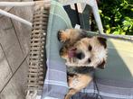 Goed tehuis gezocht voor hond, Dieren en Toebehoren, Honden | Jack Russells en Terriërs, 6 jaar of ouder, Rabiës (hondsdolheid)