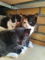 Kittens! ontvlooid en ontwormd, 0 tot 2 jaar, Ontwormd, Poes