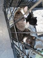 Kittens te koop., Dieren en Toebehoren, Katten en Kittens | Overige Katten, Meerdere dieren, Kortharig, 0 tot 2 jaar