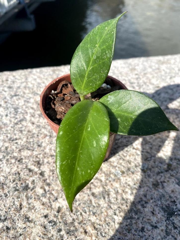 Hoya 'Sunrise', Huis en Inrichting, Kamerplanten, Overige soorten, Minder dan 100 cm, Bloeiende kamerplant, Halfschaduw, Ophalen
