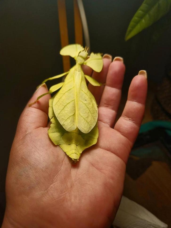 Wandelend blad Phyllium, Dieren en Toebehoren, Insecten en Spinnen, Wandelende tak