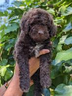 Lagotto Romagnolo/Italijaanse waterhond pups, Rabiës (hondsdolheid), 8 tot 15 weken, Meerdere, Nederland