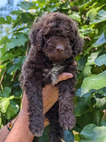 Lagotto Romagnolo/Italijaanse waterhond pups beschikbaar voor biedingen
