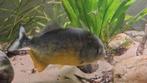 Piranha gesucht(Piraya), Dieren en Toebehoren, Vis