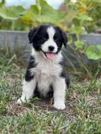 Australian shepherd pups( mini), Dieren en Toebehoren, Honden | Herdershonden en Veedrijvers, België, Fokker | Hobbymatig, CDV (hondenziekte)