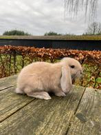Raszuivere franse hangoor voedster, Dieren en Toebehoren, Konijnen, Vrouwelijk, Groot, Hangoor, 0 tot 2 jaar