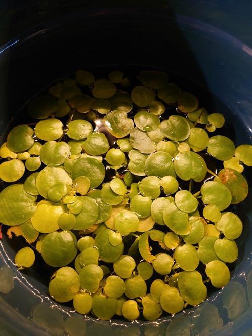 Braziliaanse kikkerbeet - Aquarium drijfplant, Dieren en Toebehoren, Vissen | Aquaria en Toebehoren, Nieuw, Plant(en), Steen of Hout