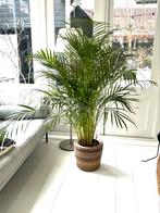 Palm eventueel met drypot rattan bamboo, Huis en Inrichting, Kamerplanten, Palm, Ophalen of Verzenden