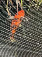 Koi Showa 60 cm, Dieren en Toebehoren, Vissen | Vijvervissen, Karper of Koi