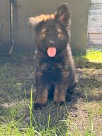 Duitse herder pups, Dieren en Toebehoren, Meerdere, Meerdere dieren, Herder, Nederland