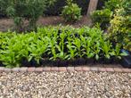 170x goudsbloem plantje, biologisch - Calendula officinalis, Volle zon, Eenjarig, Zomer, Ophalen