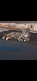2 lieve sociale katten voor boerderij