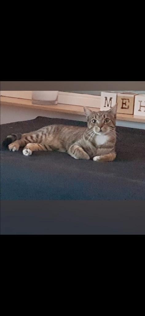 2 lieve sociale katten voor boerderij, Dieren en Toebehoren, Katten en Kittens | Dekkaters