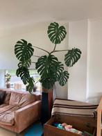 Monstera 150 cm hoog x 140 breed, Huis en Inrichting, Kamerplanten, Ophalen of Verzenden, Overige soorten