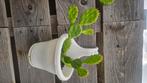 Opuntia Cactus, plant schuifcactus vijgcactus kamerplant, Ophalen of Verzenden, Nieuw