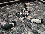 Lieve Friese stabij pups, CDV (hondenziekte), 8 tot 15 weken, Meerdere, Meerdere dieren
