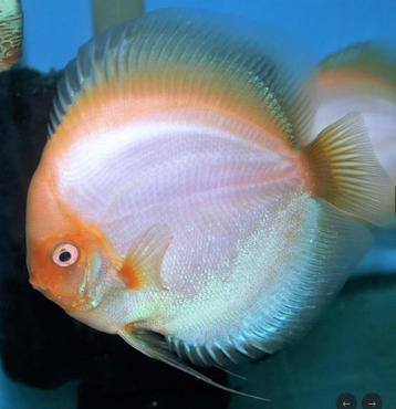 Discus White Butterfly X Golden Pigeon 8 cm Siner - Koidream beschikbaar voor biedingen