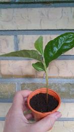 Mispel Loquat Eriobotrya japonica eetbare fruit exotisch, Volle zon, Vaste plant, Ophalen of Verzenden, Fruitplanten