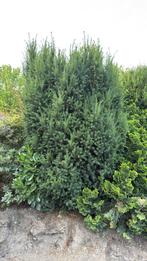 Verschillende grote Taxus bomen, Ophalen