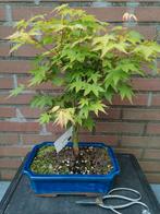 Acer Palmatum bonsai Katsura, Minder dan 100 cm, Overige soorten, Ophalen of Verzenden