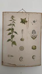 Schoolplaat, Antiek en Kunst, Antiek | Schoolplaten, Ophalen of Verzenden, Natuur en Biologie