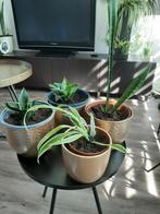 Leuke plantjes v maar 3,50 pst, Ophalen, Halfschaduw, Minder dan 100 cm