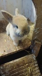 Tamme lieve baby dwerg konijntjes 4 weken oud, Dieren en Toebehoren, Konijnen, Meerdere dieren, Dwerg