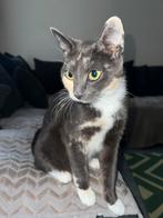 Jonge katten en kittens, Dieren en Toebehoren, Katten en Kittens | Overige Katten, Poes