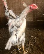 Shamo hen, Dieren en Toebehoren, Pluimvee, Vrouwelijk, Kip