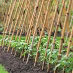 Bamboe staken, 25+ stuks, 3-3.5m lang, Ophalen of Verzenden, Nieuw, 250 cm of meer, Palen