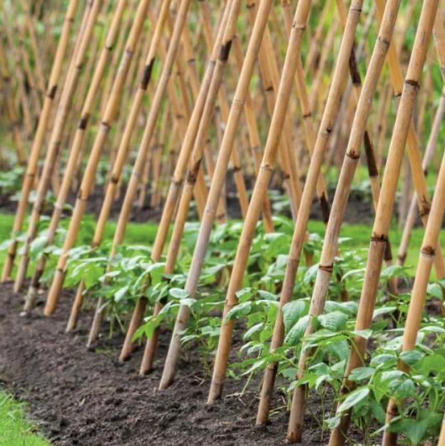 Bamboe staken, 25+ stuks, 3-3.5m lang, Tuin en Terras, Palen, Balken en Planken, Nieuw, Palen, 250 cm of meer, Ophalen of Verzenden