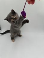 Raszuivere Blue-torti Britse korthaar kitten, Dieren en Toebehoren, Katten en Kittens | Raskatten | Korthaar, Meerdere dieren
