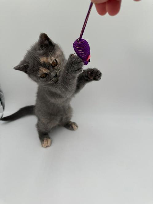 Raszuivere Blue-torti Britse korthaar kitten, Dieren en Toebehoren, Katten en Kittens | Raskatten | Korthaar, Meerdere dieren