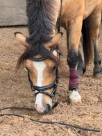 Fantastische kinderpony/bixie pony, Dieren en Toebehoren, Merrie