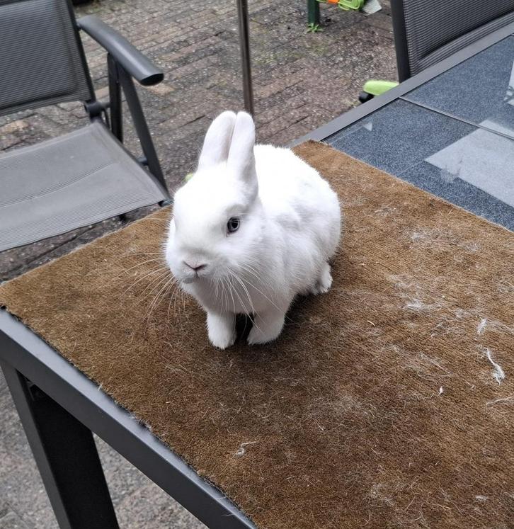 Rasechte (dwergkonijn) Pool Blauwoog voedster, Dieren en Toebehoren, Konijnen, Dwerg, Vrouwelijk, 0 tot 2 jaar