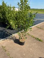 Ligustrum ovalifolium, Tuin en Terras, Ophalen, Liguster